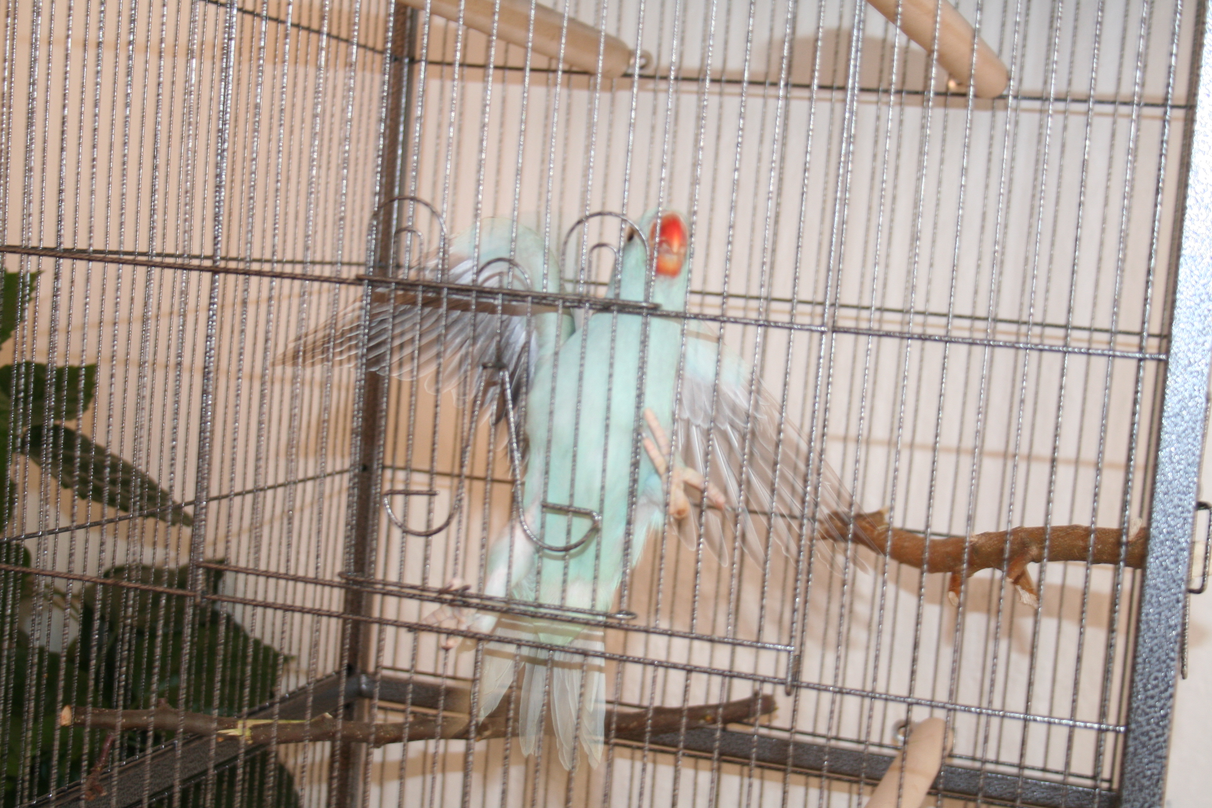 1.3.2010  papoušek Tinky 017.jpg